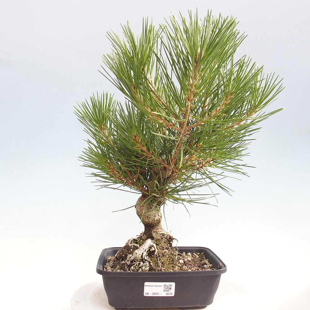 Bonsai für draußen - Pinus thunbergii - Thunberg-Kiefer