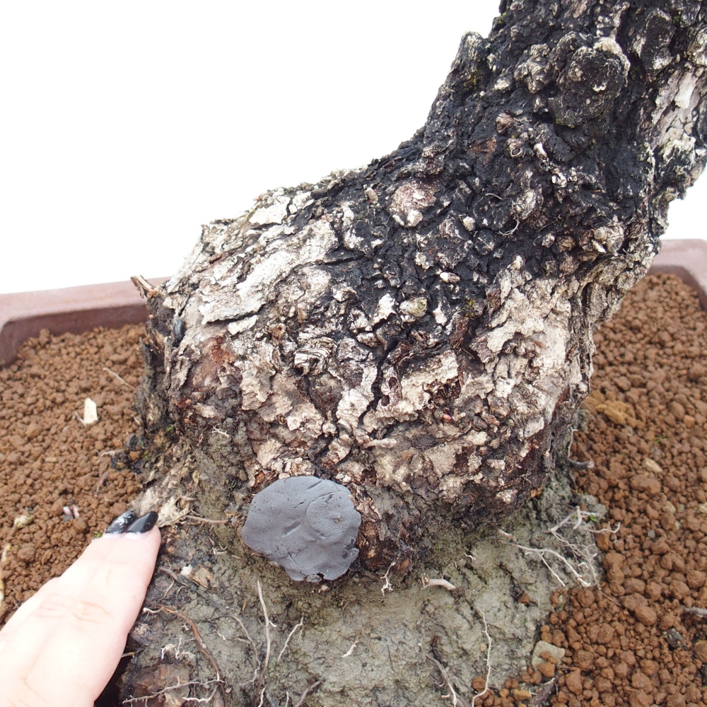 Yamadori - Quercus Ilex - Eichenstechpalme