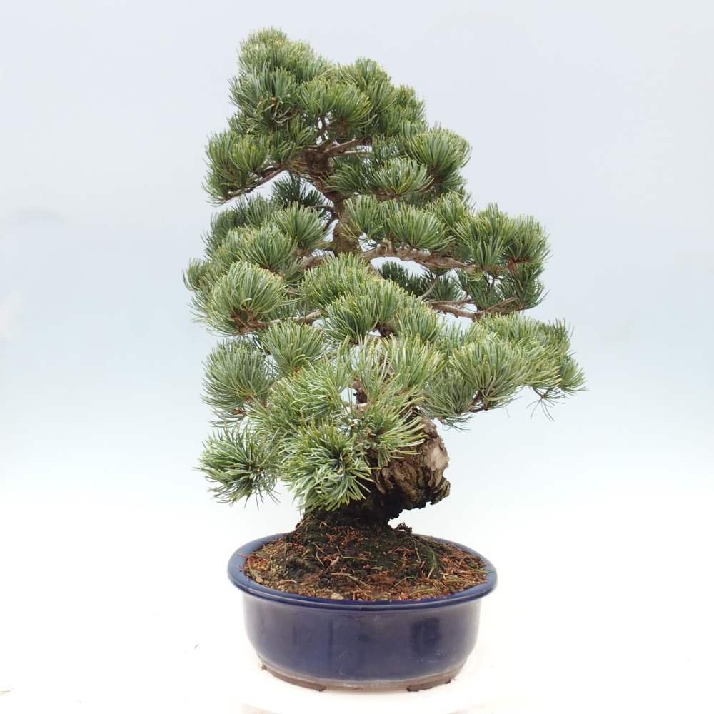 Bonsai für draußen - Pinus parviflora - Pinus parviflora