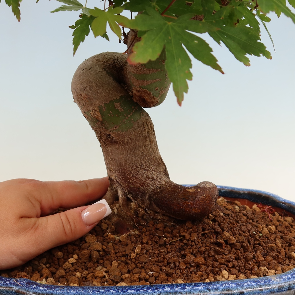 Bonsai für draußen - Ahorn Burger - Acer Burgerianum