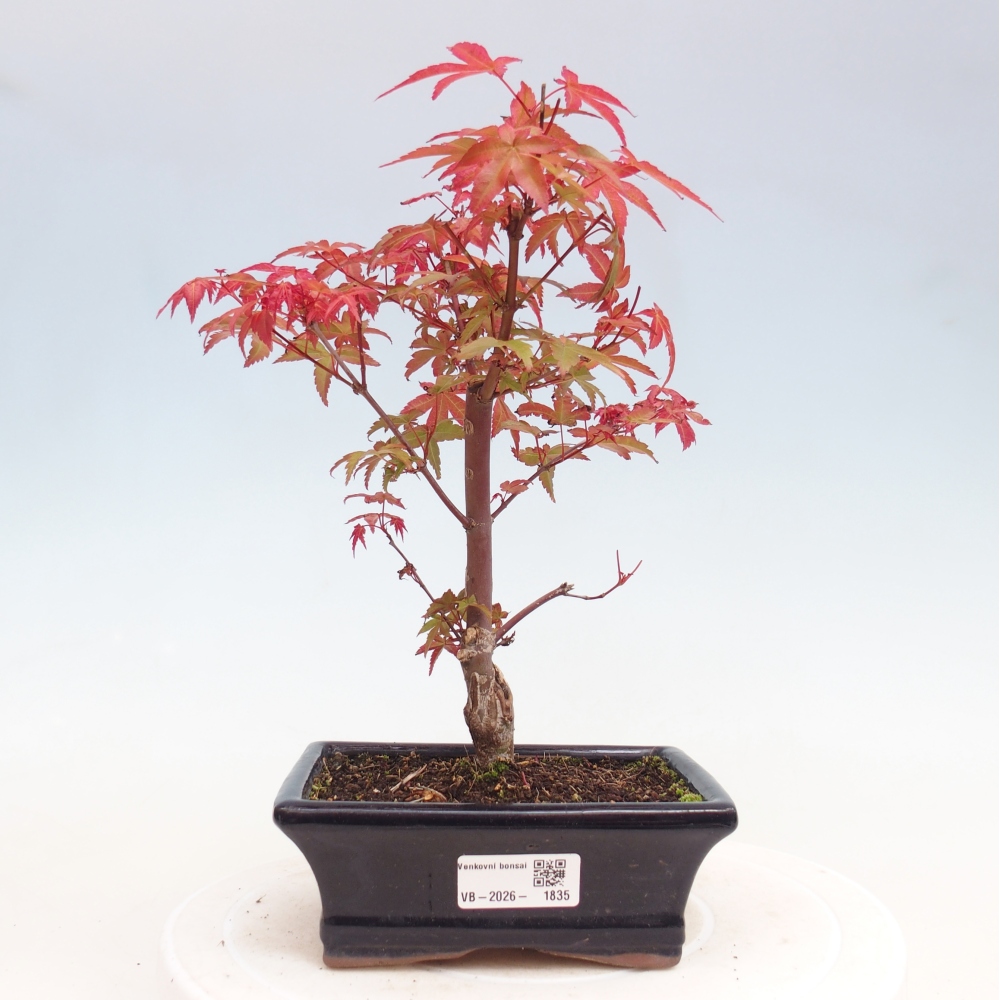 Bonsai für draußen - Acer palmatum DESHOJO