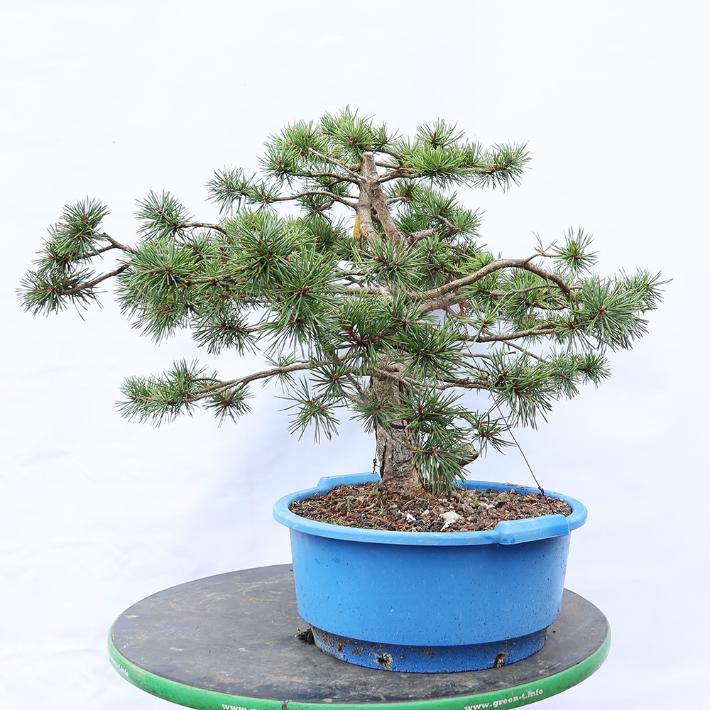 Pinus sylvestris Spanien – Waldkiefer