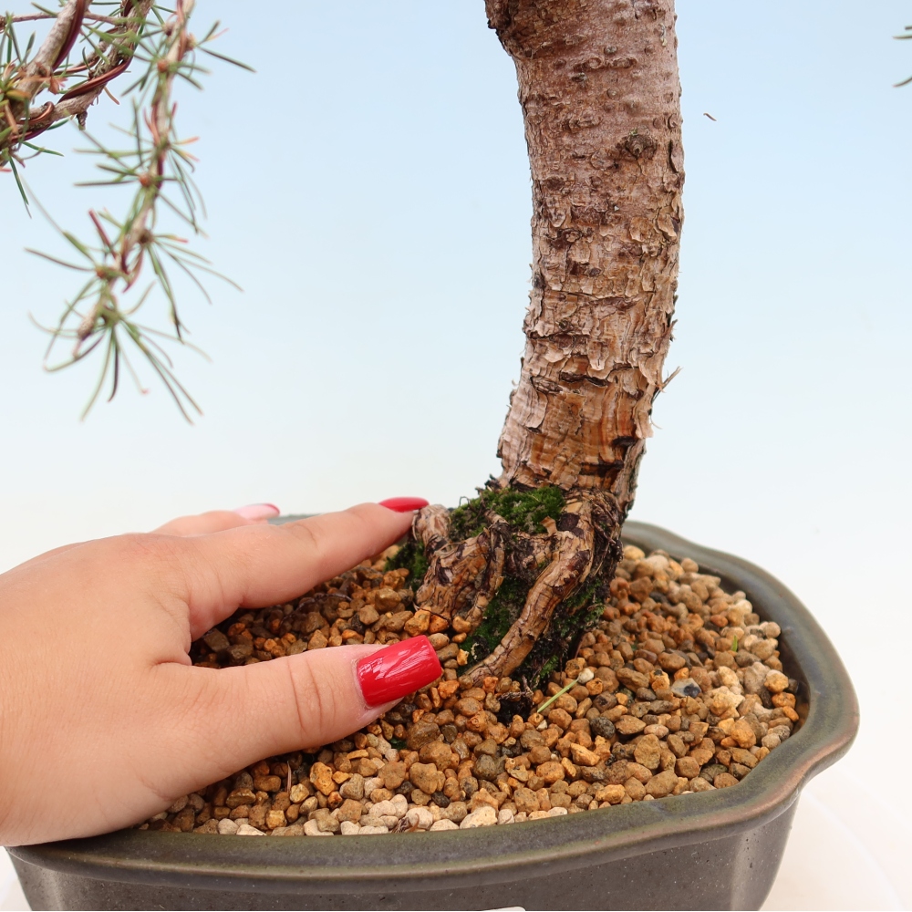 Bonsai für draußen -Larix decidua - Lärche