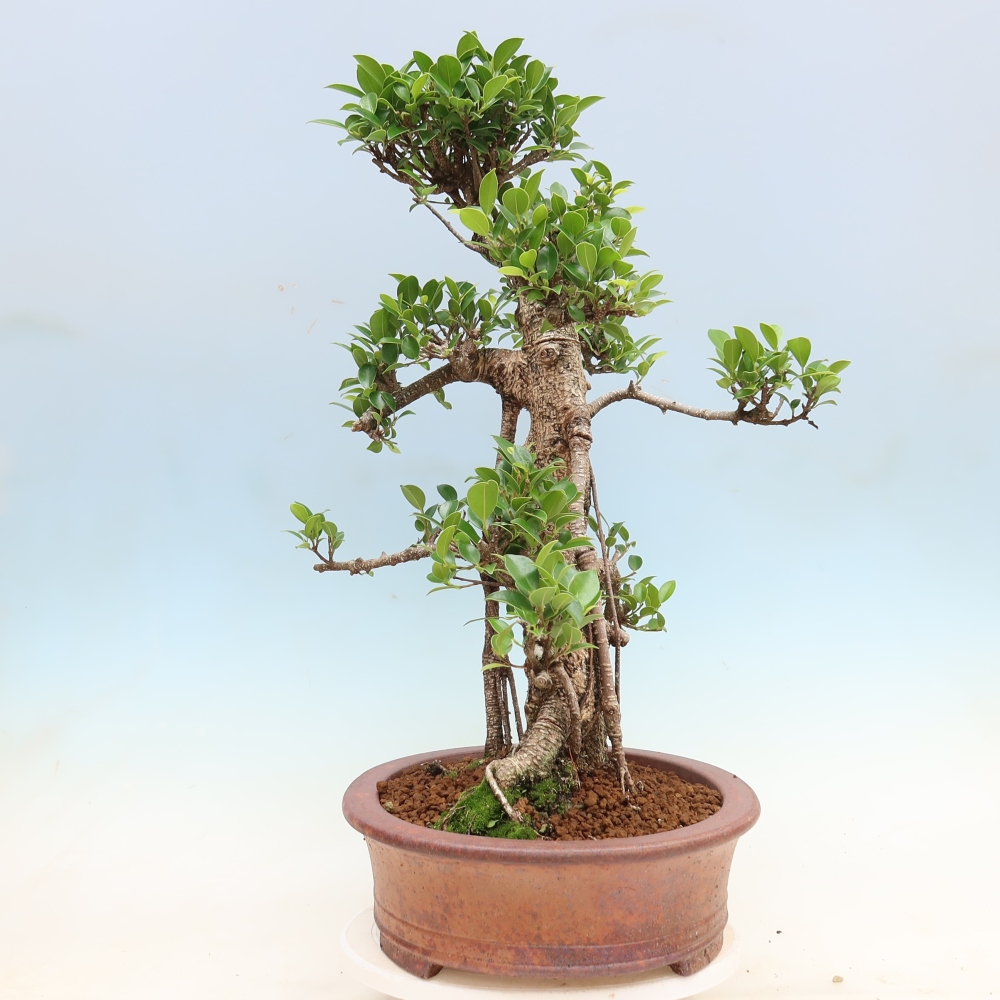 Zimmerbonsai - Ficus kimmen - Kleinblättriger Ficus