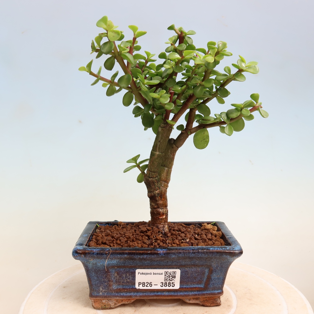 Zimmer Bonsai - Portulakaria Afra - Tlustice