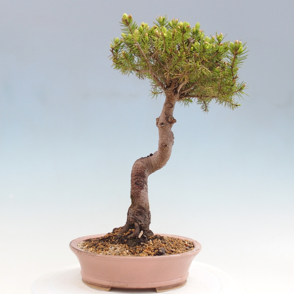 Bonsai für draußen - Fichte - Picea glauca globe