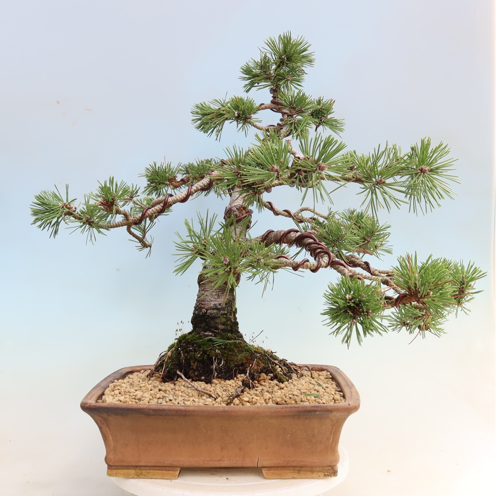 Bonsai für den Außenbereich – Pinus mugo Humpy – Zwergkiefer