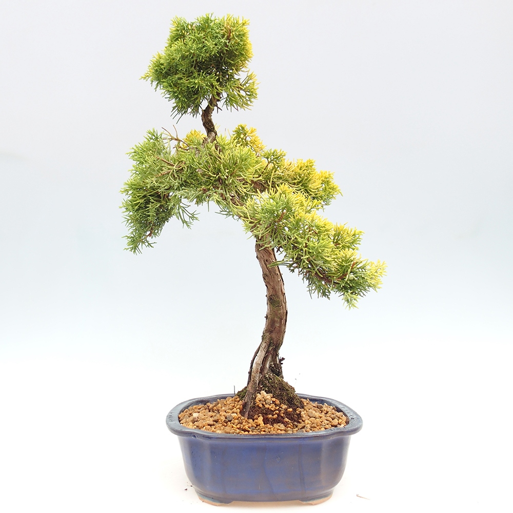 Bonsai für draußen - Juniperus chinensis plumosa aurea
