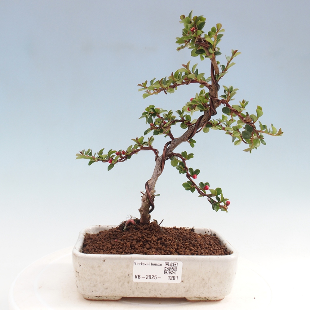 Freiland-Bonsai-Cotoneaster horizontalis - Rocky Mountain