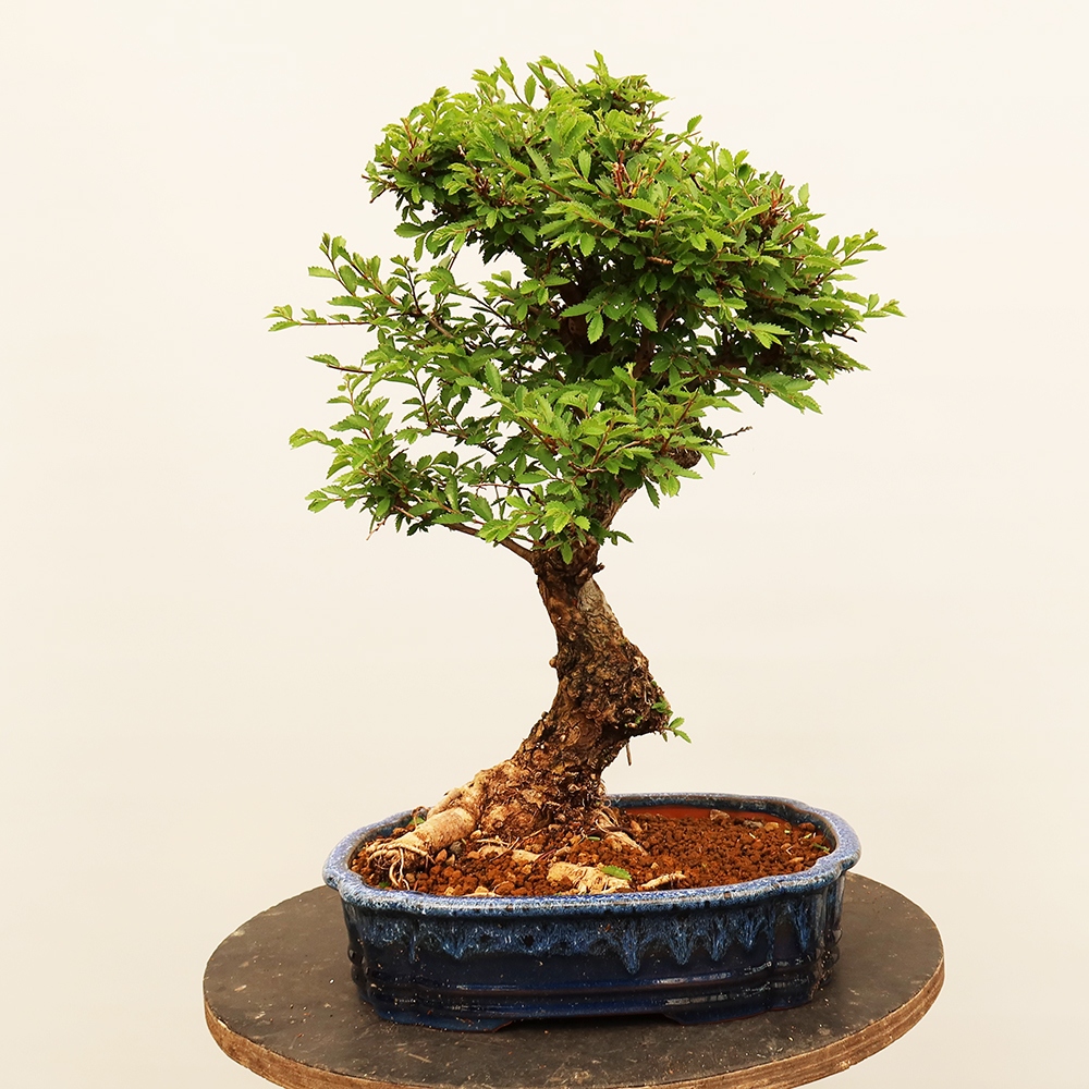 Bonsai für draußen - Zelkova - Zelkova NIRE