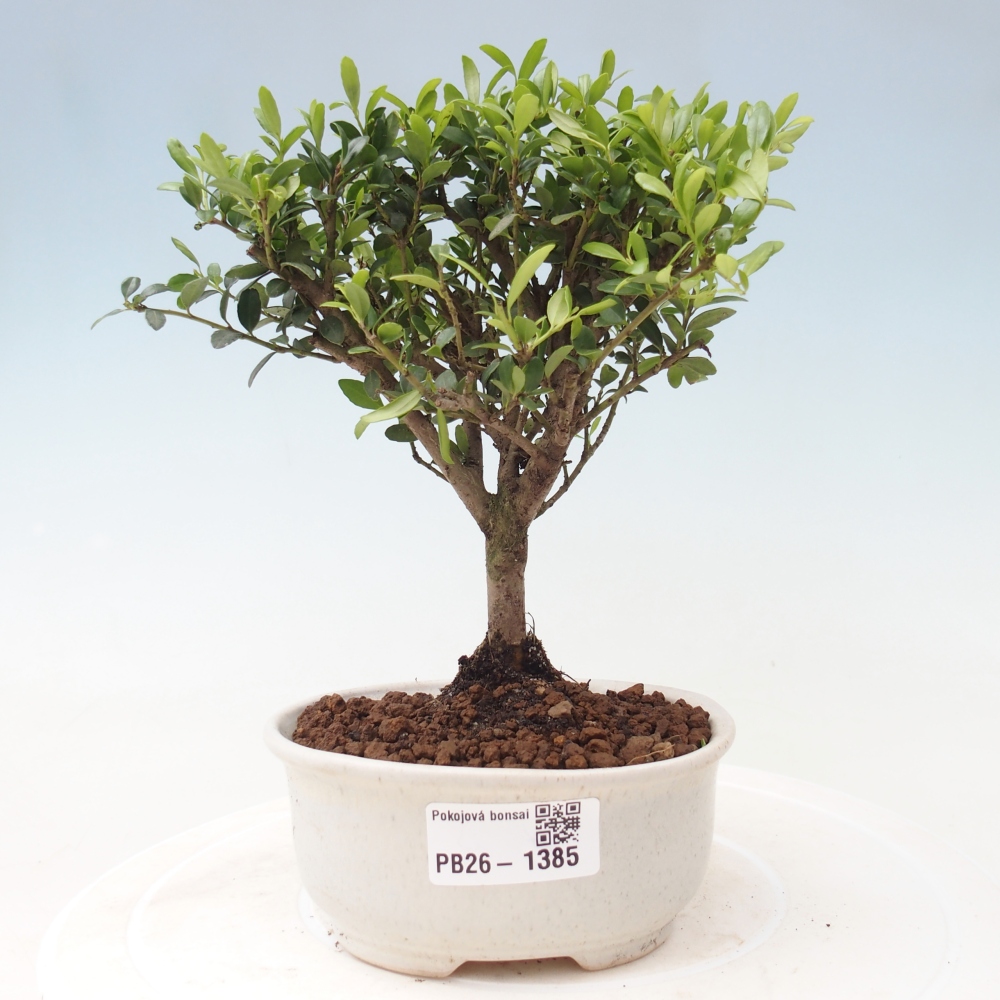 Zimmer Bonsai - Ilex crenata - Stechpalme