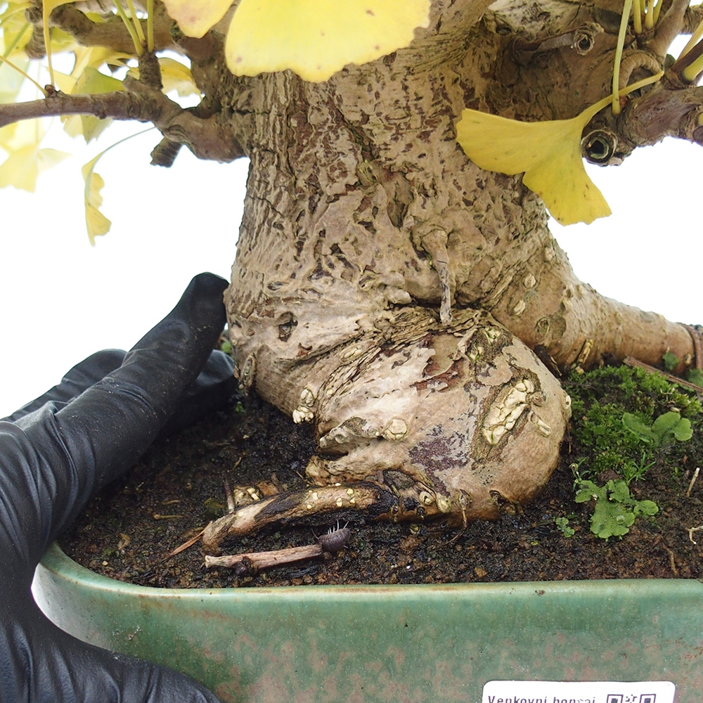 Bonsai für draußen - Ginkgo biloba - Ginkgo biloba