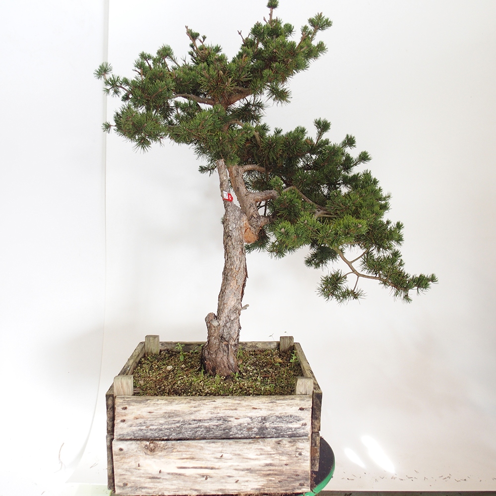 Yamadori - Pinus sylvestris Spanien