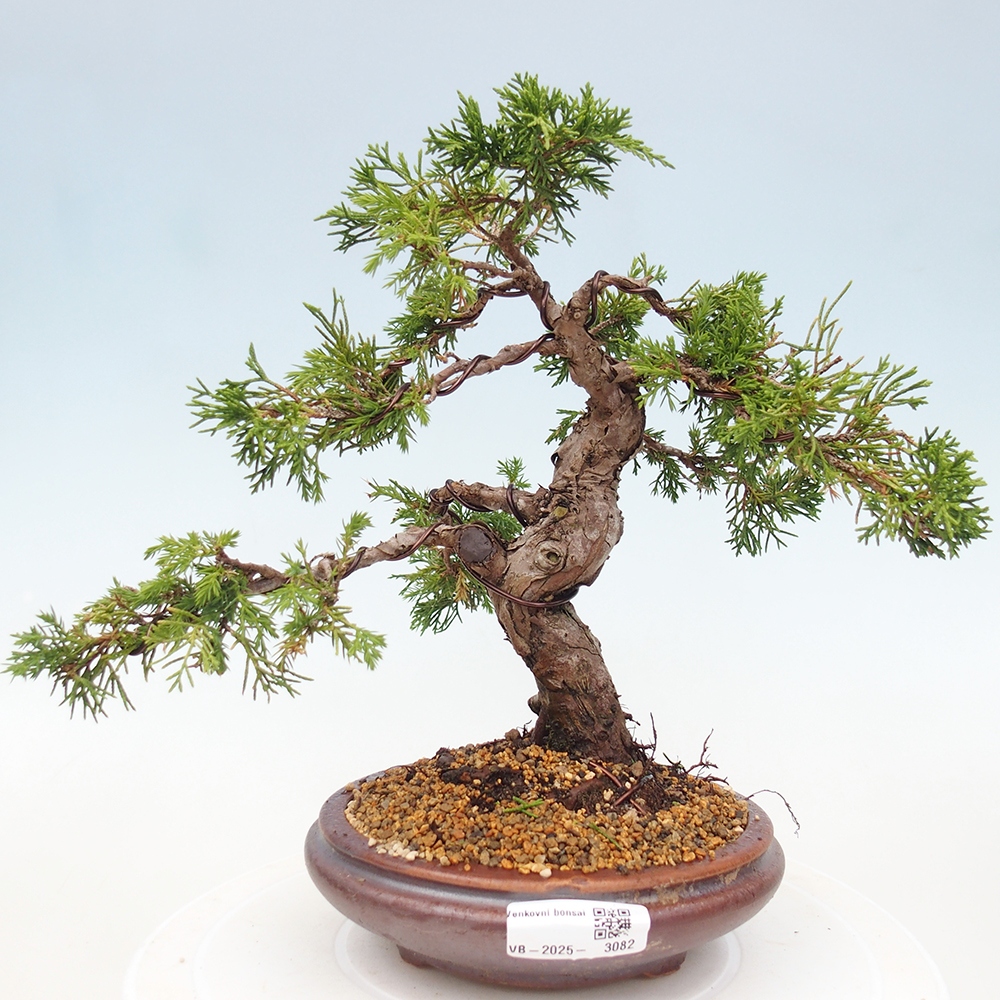 Bonsai für draußen - Juniperus chinensis Itoigawa