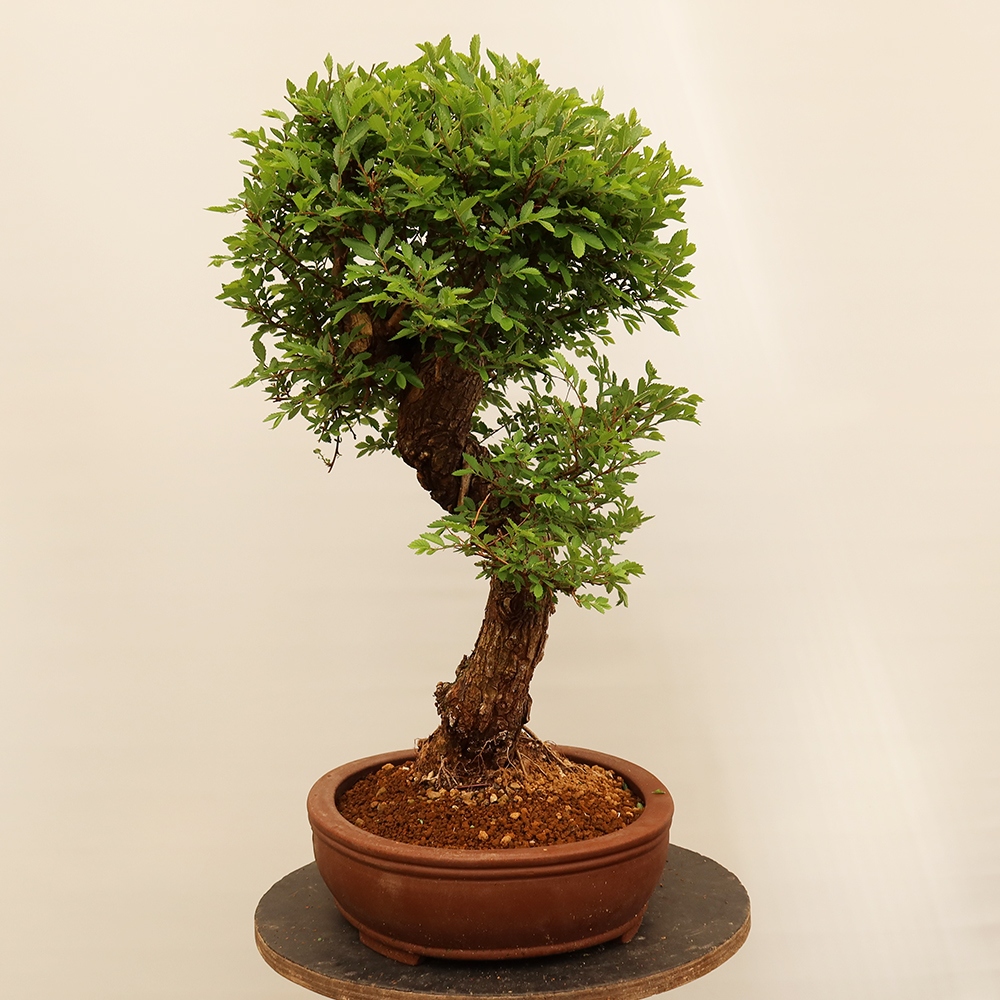 Bonsai für draußen - Zelkova - Zelkova NIRE