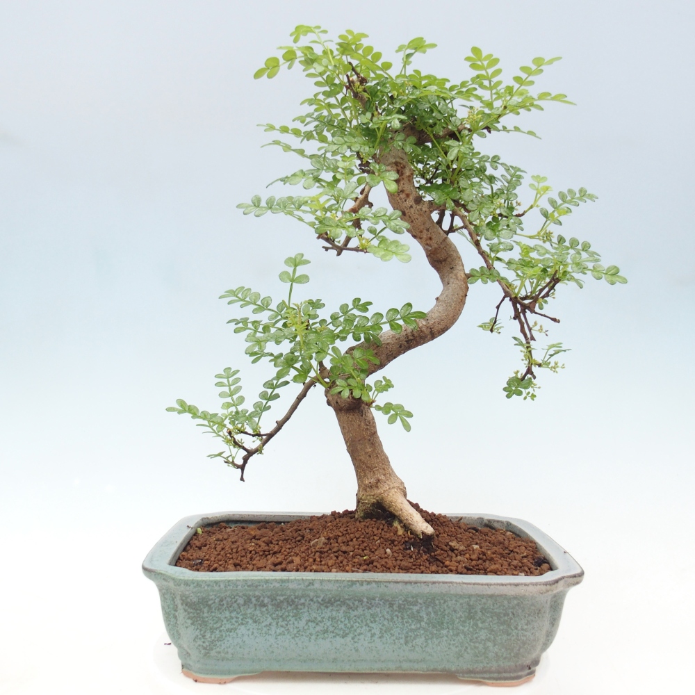Zimmer Bonsai - Zantoxylum piperitum - Pfefferbaum