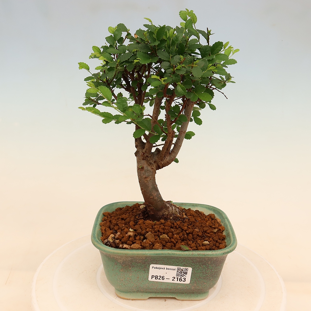 Zimmerbonsai - Ulmus parvifolia - Kleinblättrige Ulme