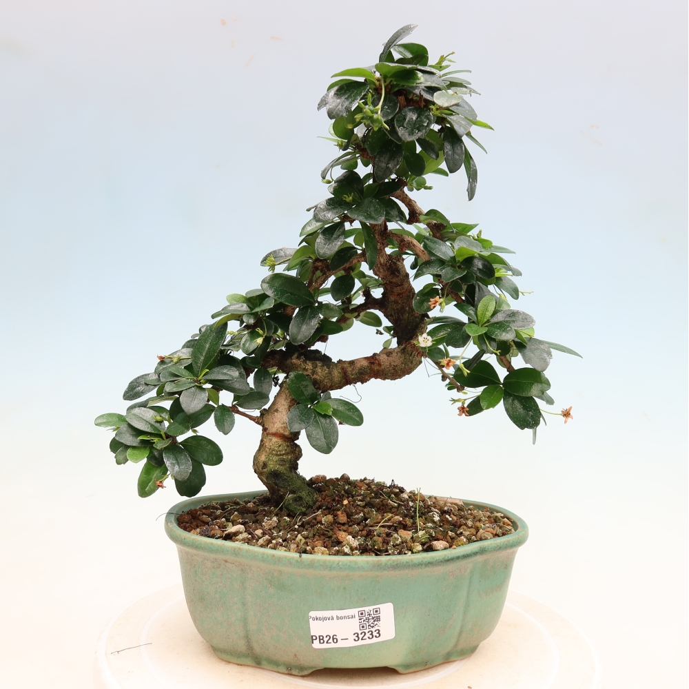 Zimmer-Bonsai - Carmona macrophylla - Tee-Fuki