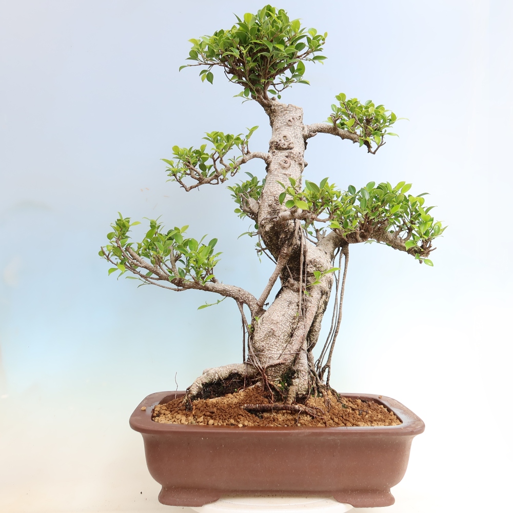 Zimmerbonsai - Ficus kimmen - Kleinblättriger Ficus