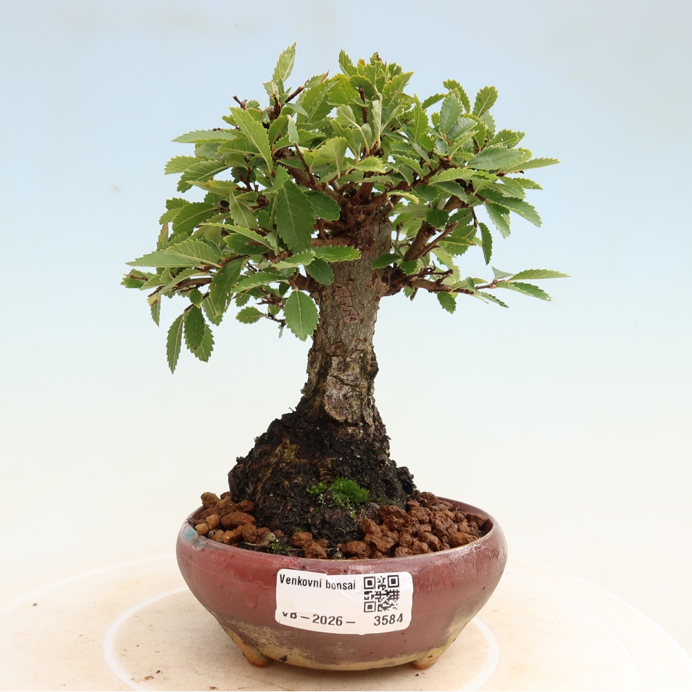 Bonsai für draußen - Zelkova - Zelkova NIRE