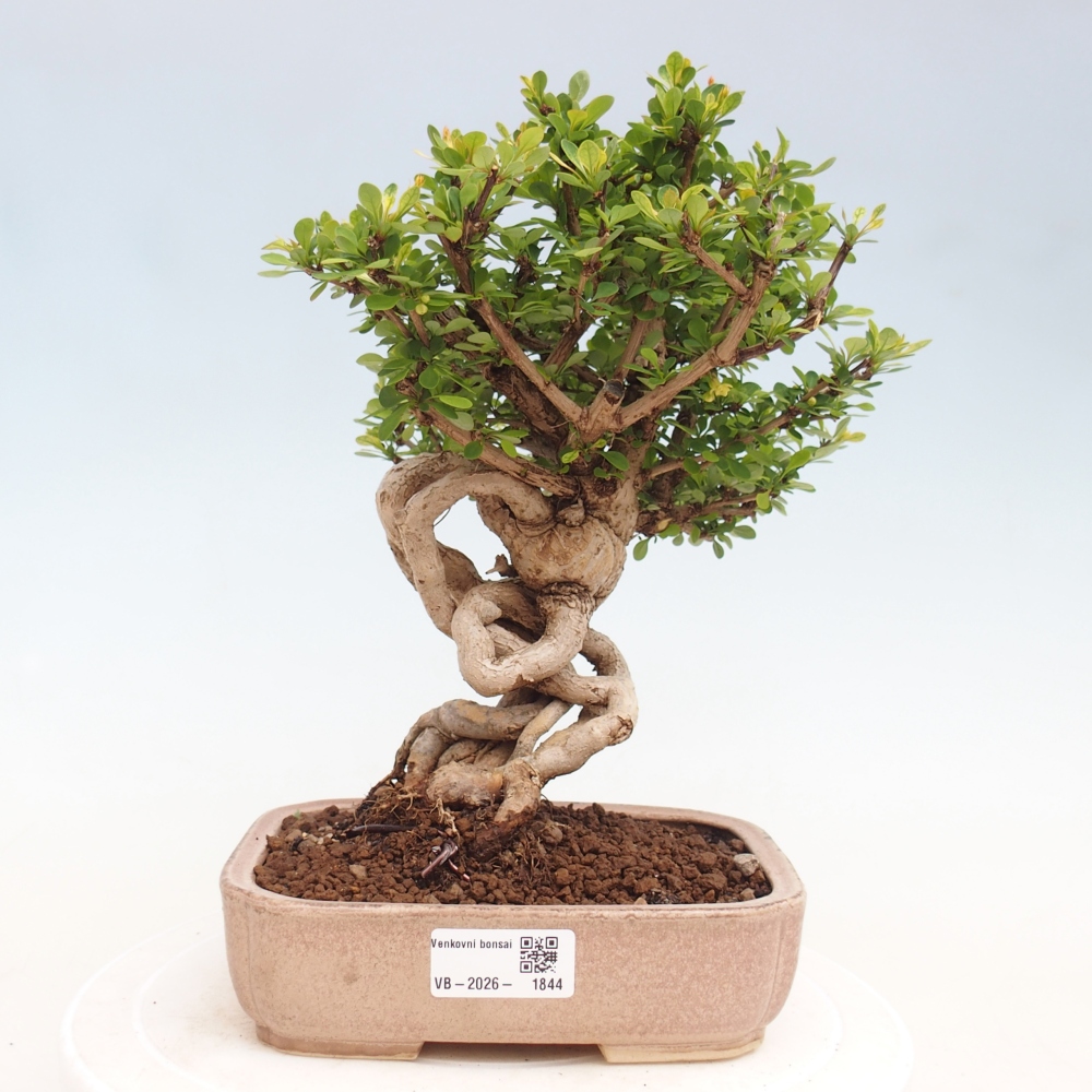 Bonsai für draußen - Berberis coreana