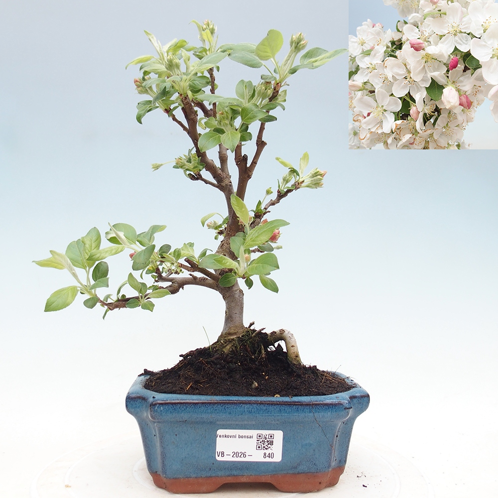 Outdoor-Bonsai -Malus halliana - Kleinfrüchtiger Apfelbaum