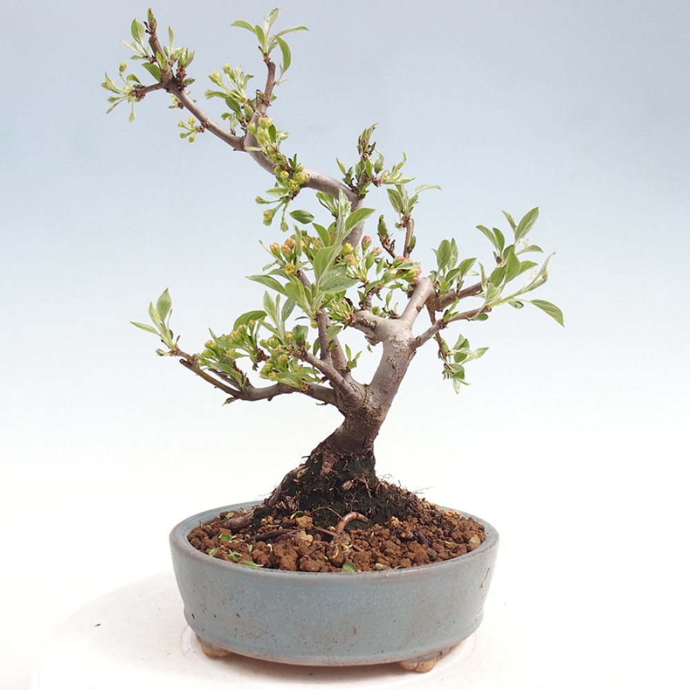 Outdoor Bonsai - Malus sargentii - Kleinfrüchtiger Apfelbaum