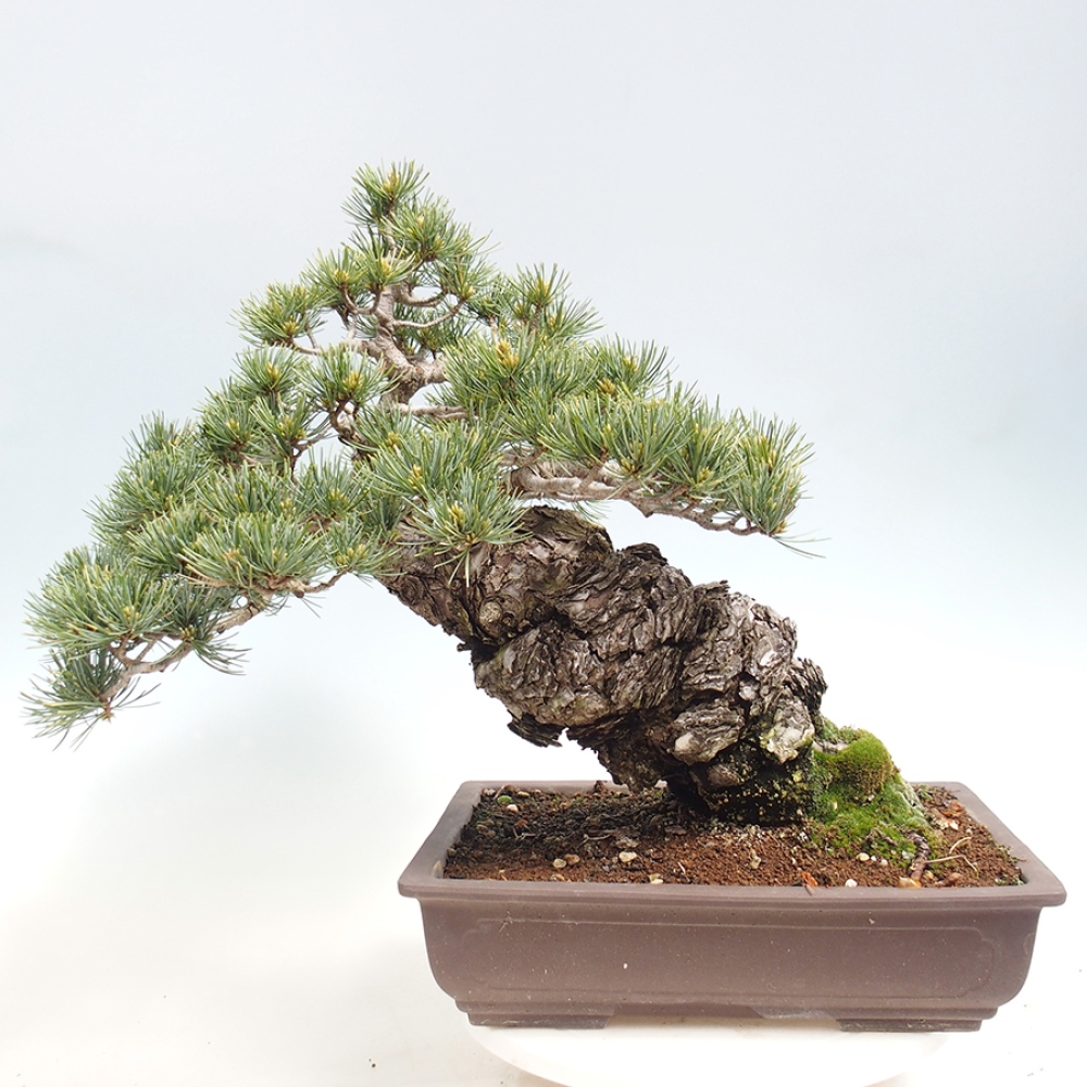 Bonsai für draußen - Pinus parviflora - Pinus parviflora
