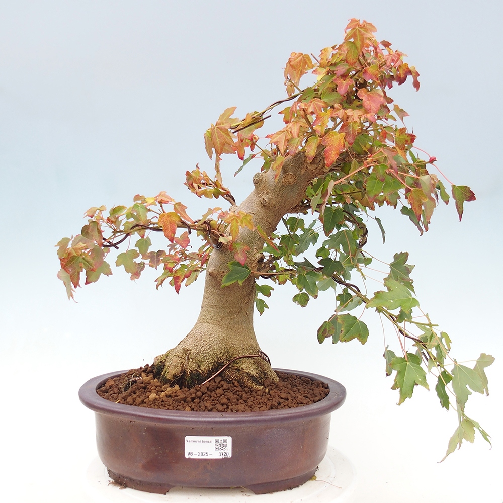 Bonsai für draußen - Acer Buergerianum - Bergahorn