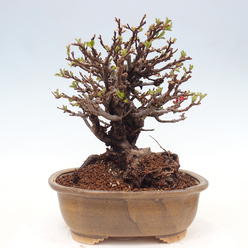 Bonsai für draußen - Chaneomeles speciosa - Quitte