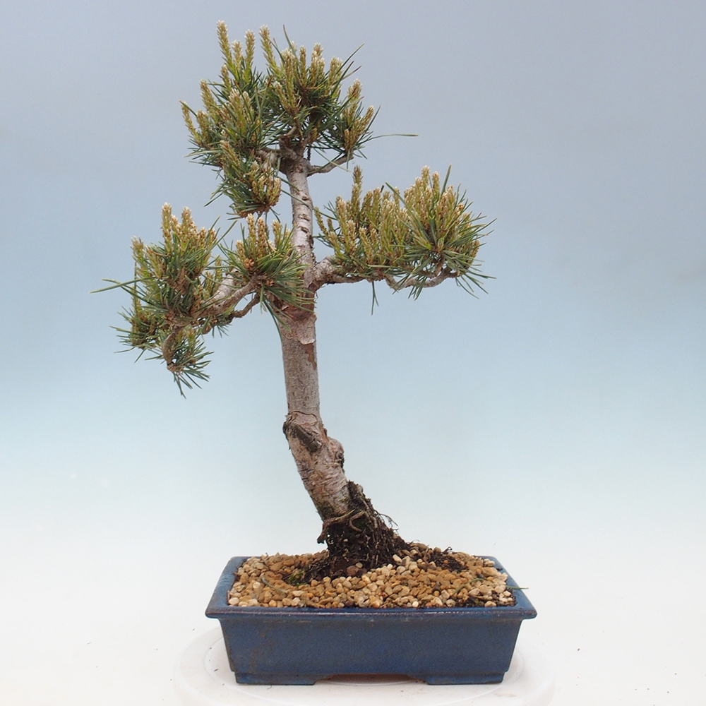 Bonsai für draußen - Pinus Sylvestris Watererri - Waldkiefer