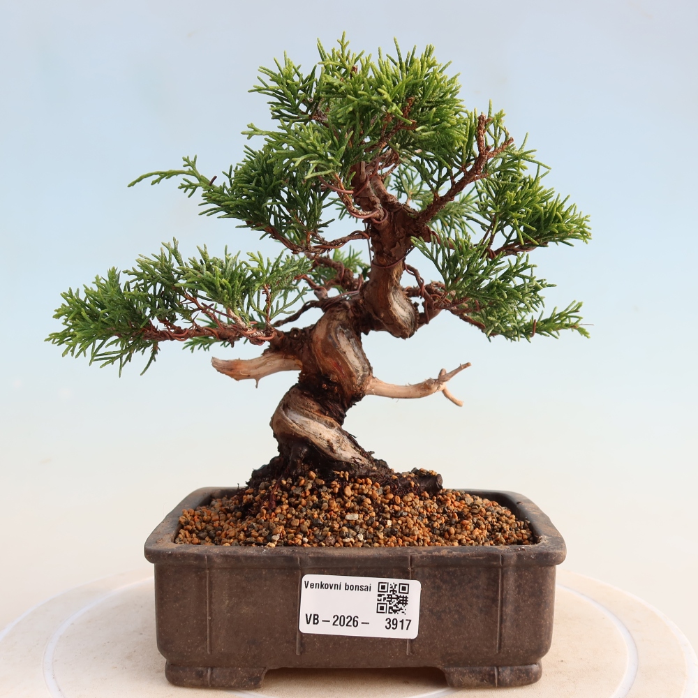 Bonsai für draußen - Juniperus chinensis Itoigawa