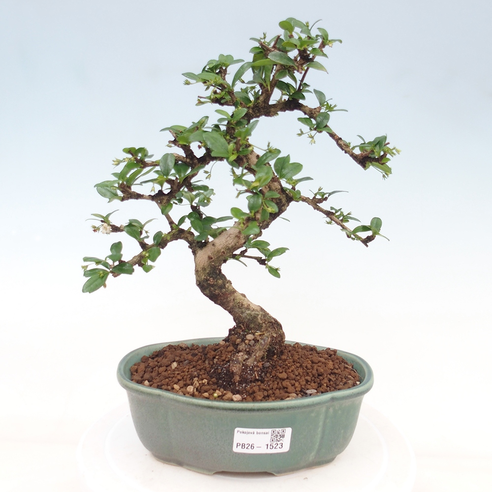 Zimmer-Bonsai - Carmona macrophylla - Tee-Fuki