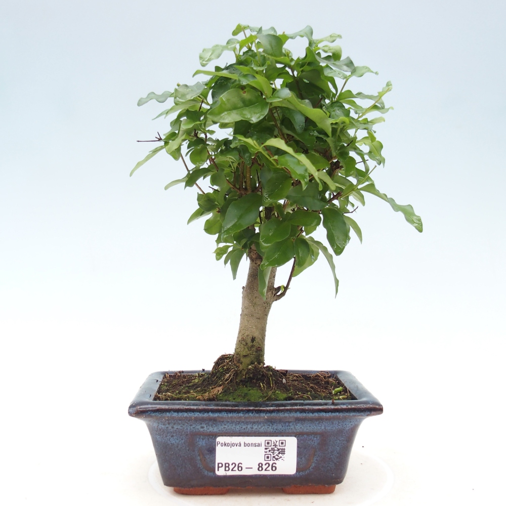 Zimmer Bonsai -Ligustrum chinensis - Vogelschnabel