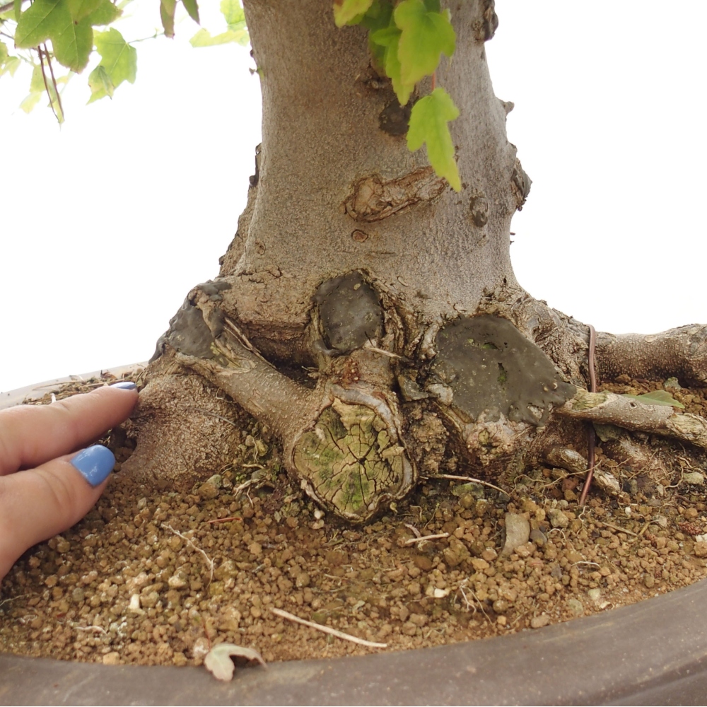 Bonsai für draußen - Acer Buergerianum - Bergahorn