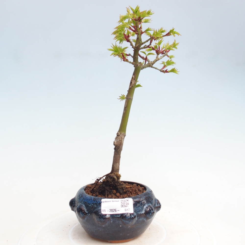 Bonsai für draußen -Javor kleinblättrige SHISHIGASHIRA