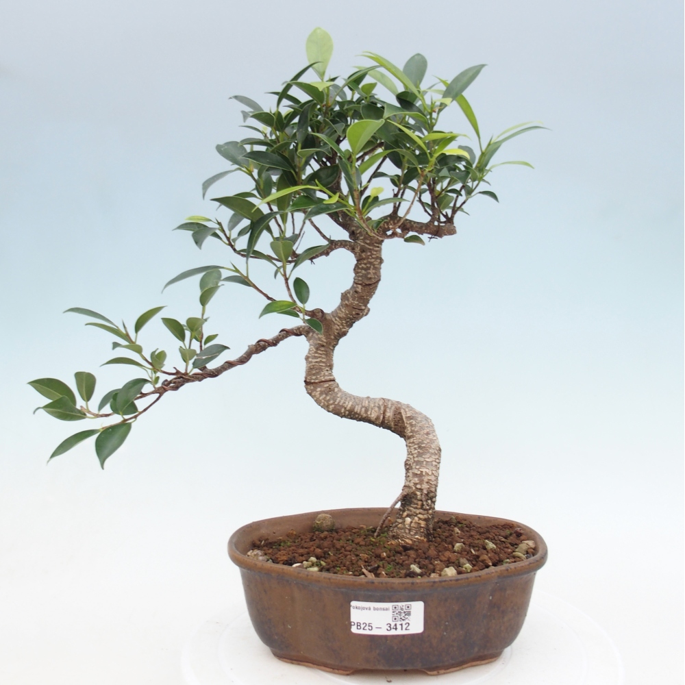 Zimmerbonsai - Ficus retusa - Kleinblättriger Ficus