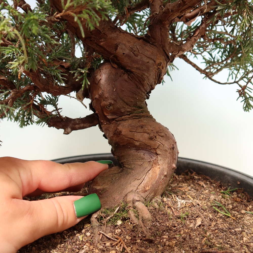 Bonsai für draußen - Juniperus chinensis Itoigawa-Juniperus chinensis