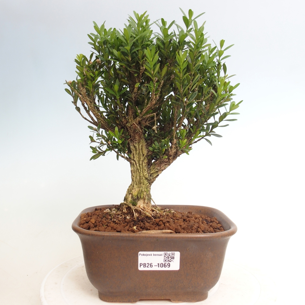 Zimmer Bonsai - Buxus harlandii - Korkbuxus