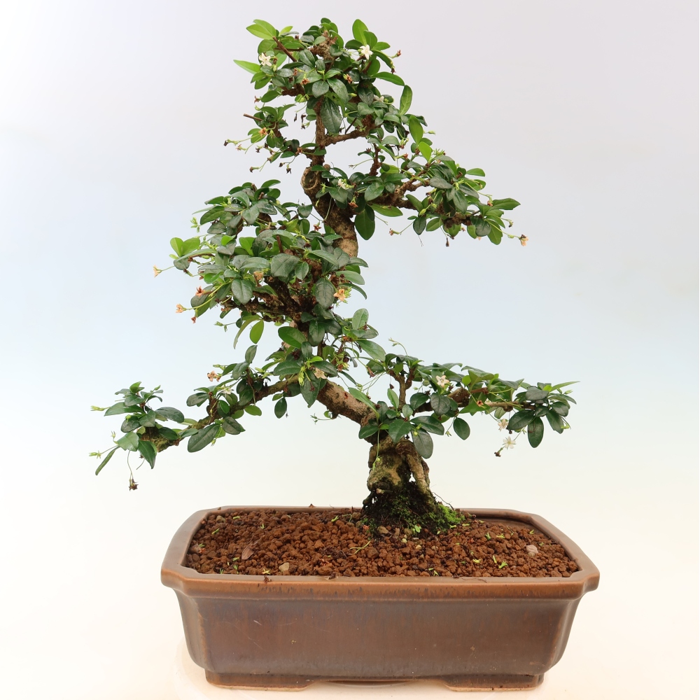Zimmer-Bonsai - Carmona macrophylla - Tee-Fuki