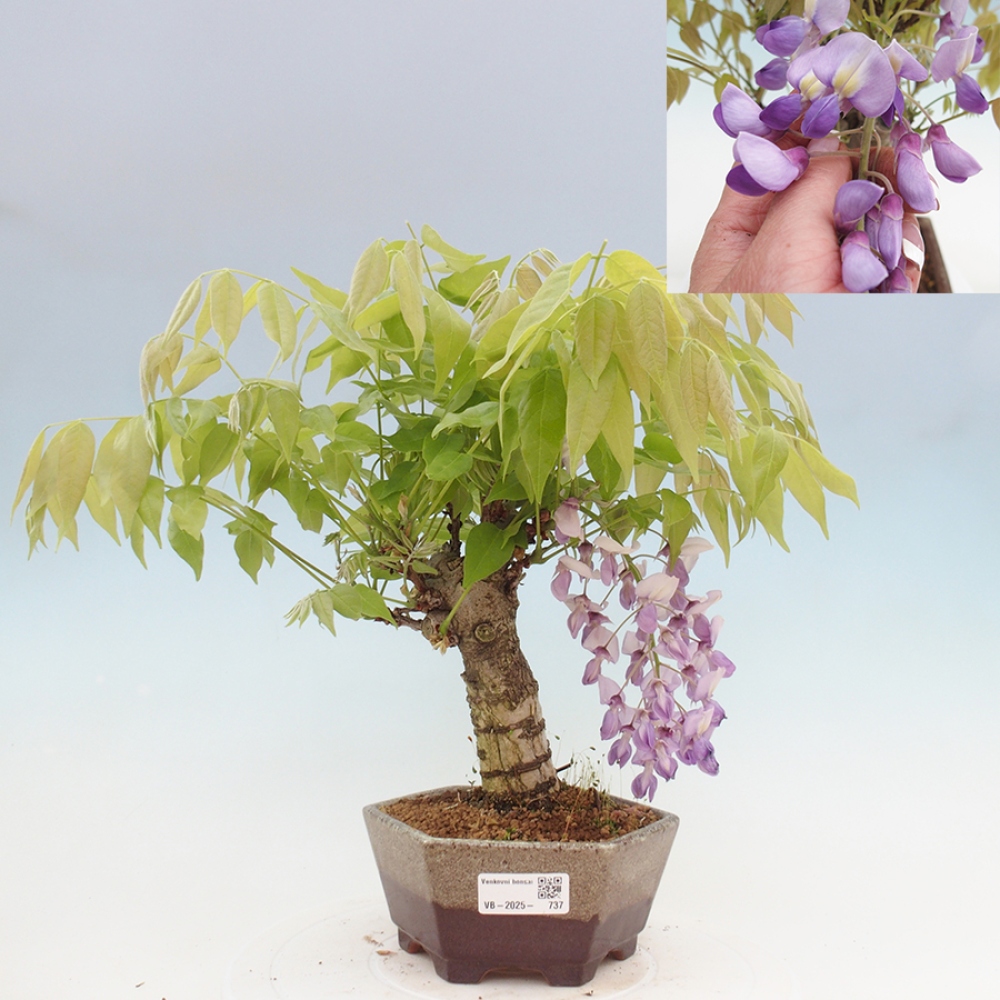 Bonsai für draußen - Wisteria floribunda