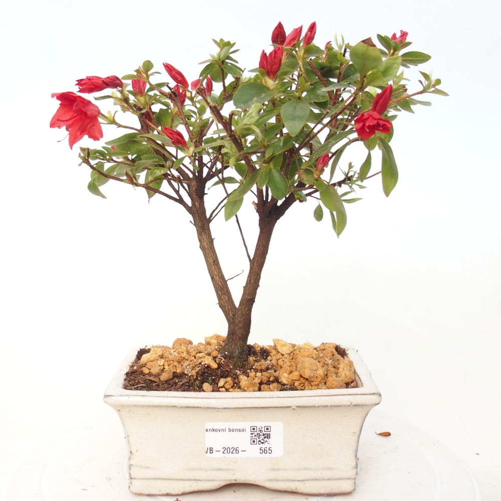 Bonsai für draußen - Japanische Azalee - Azalea sp.