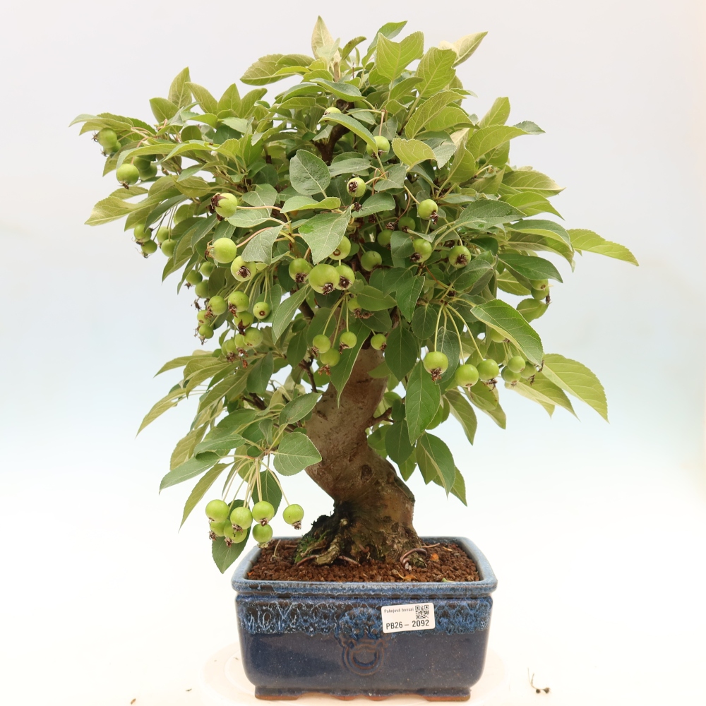 Outdoor-Bonsai -Malus halliana - Kleinfrüchtiger Apfelbaum