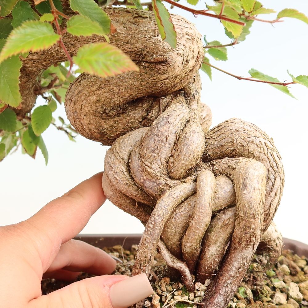 Bonsai für draußen -Carpinus CARPINOIDES - Koreanische Hainbuche