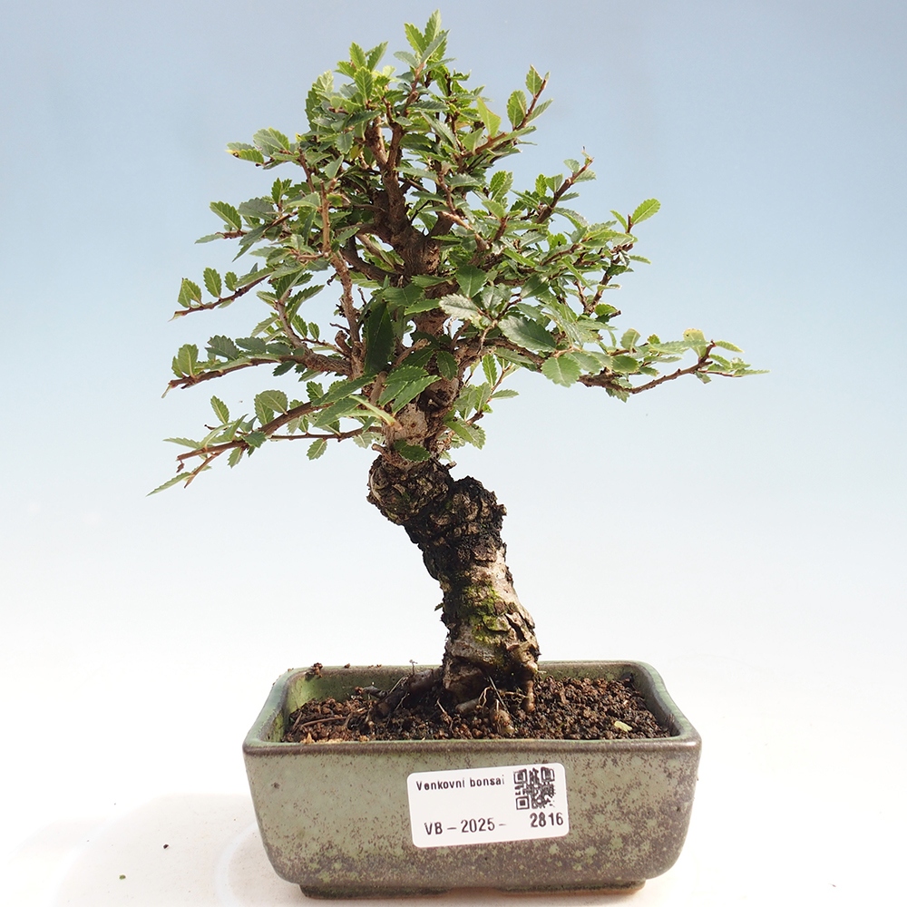 Bonsai für draußen - Zelkova - Zelkova NIRE