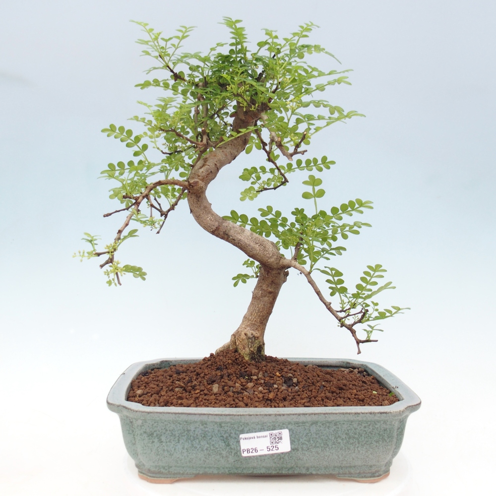Zimmer Bonsai - Zantoxylum piperitum - Pfefferbaum