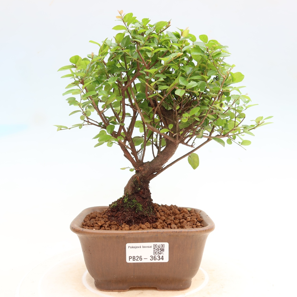 Zimmer Bonsai - Sageretia thea - Sageretia thea