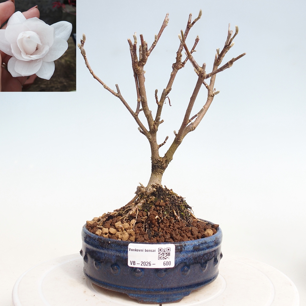 Bonsai für draußen - Magnolia stellata