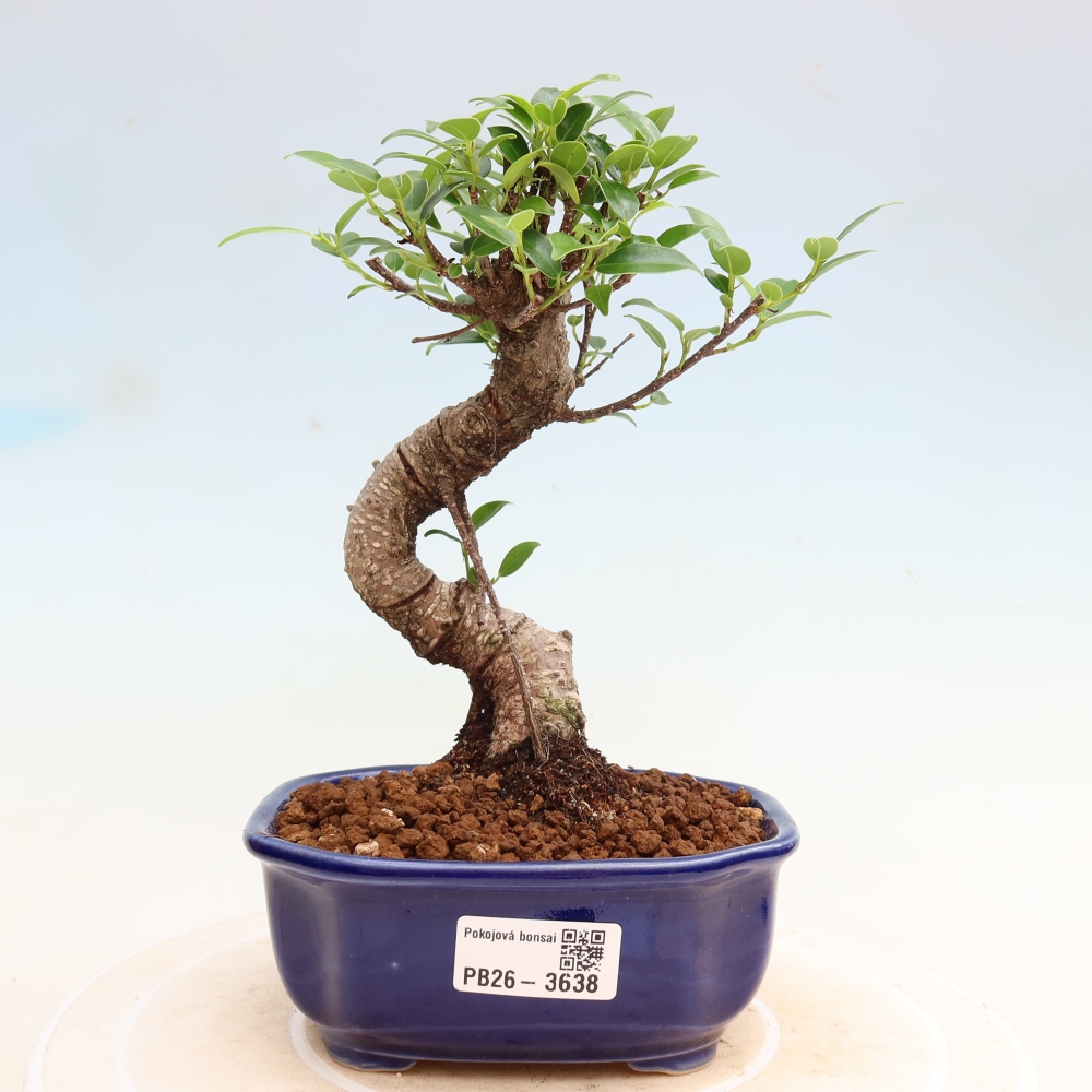 Zimmerbonsai - Ficus kimmen - Kleinblättriger Ficus