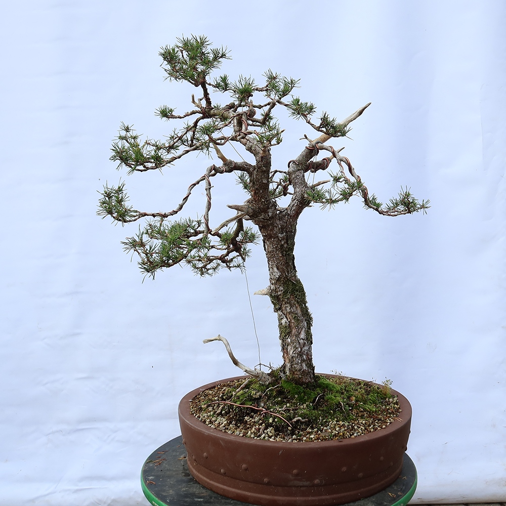 Pinus sylvestris Spanien – Waldkiefer